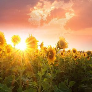 Meet your Posher, Ann